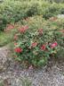 Louise Hansen rose photo