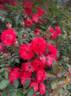 Louise Hansen rose photo