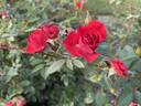 Louise Hansen rose photo