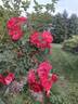 Louise Hansen rose photo