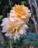 Port Sunlight rose photo