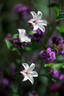 Princess Kate clematis photo