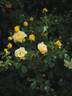Spotlight rose photo