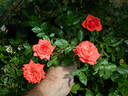 Sheri Anne rose photo
