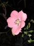 Douceur Normande rose photo