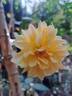 Port Sunlight rose photo