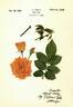 Woburn Abbey rose photo