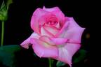 Louise Estes rose photo