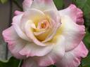 Secret ™ rose photo