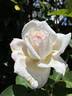 Jardins de Bagatelle® rose photo