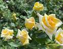 Ffion rose photo