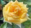 Ffion rose photo