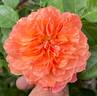 Sunset Dreams rose photo