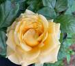 Golden Opportunity™ rose photo