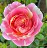 Peppermint Parfait rose photo