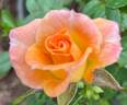 Cutie Pie ™ rose photo