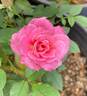 Adam's Smile™ rose photo
