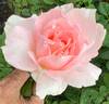 You're Beautiful rose photo
