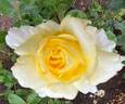 Winter Sun rose photo