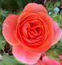Safari rose photo