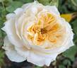 Sweet Jane™ rose photo