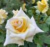 Ffion rose photo