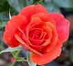 Denver's Dream™ rose photo