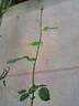 Charles Austin rose photo
