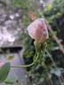 The Mayflower rose photo