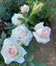 Ambiance ™ rose photo