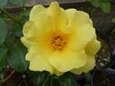 Apple Jack rose photo