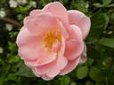 Astrid Lindgren rose photo