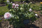 MR 660 rose photo