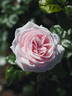 MR 660 rose photo