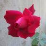 Black Boy rose photo