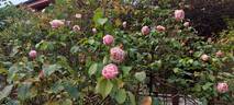 Baronne Henriette Snoy rose photo
