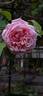 Baronne Henriette Snoy rose photo