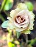 Amnésia® rose photo