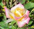 Dancing Flame ™ rose photo