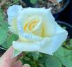 The Finest rose photo