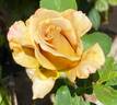 Honey Dijon ™ rose photo