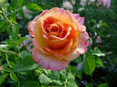 Better Times rose photo