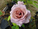 Blue Girl® rose photo