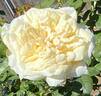 Lions-Rose ® rose photo