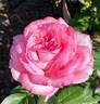 Wedding Bells rose photo