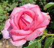 Wedding Bells rose photo