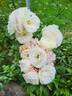 MEIdyceus rose photo