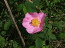 Rosa x macrantha du champ de la fontaine rose photo