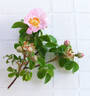 Rosa x macrantha du champ de la fontaine rose photo