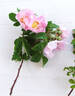 Rosa x macrantha du champ de la fontaine rose photo